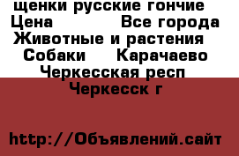 щенки русские гончие › Цена ­ 4 000 - Все города Животные и растения » Собаки   . Карачаево-Черкесская респ.,Черкесск г.